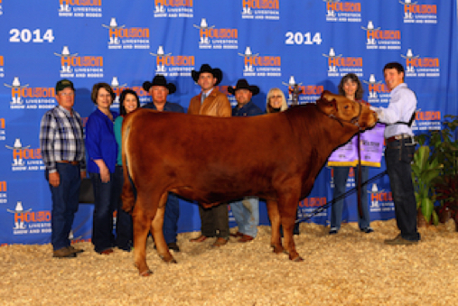 Red Wagyu Akaushi bull for sale